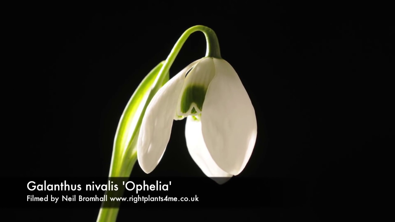 Galanthus nivalis 'Ophelia' flower opening time lapse