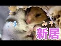 【ハムスター】GEX製グラスハーモニー450ハムスターゲージにお引越し【レビュー】【Funny Hamsters Video】