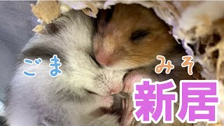 【ハムスター】GEX製グラスハーモニー450ハムスターゲージにお引越し【レビュー】【Funny Hamsters Video】