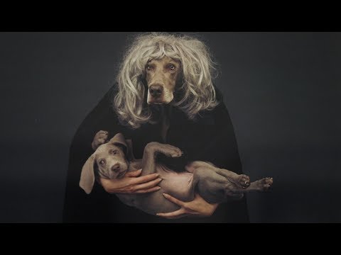 Video: William Wegman