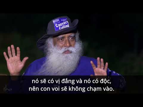 Sadhguru: Ăn Mặn Có Phải Là Sai Về Mặt Đạo Đức