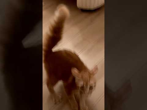   اشتراك تفعيل الجرس لايك كومنت مشاركه هيفاء وهبي   كوميديات 