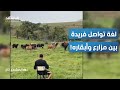 مزارع برازيلي ينادي أبقاره بالاسم والاستجابة مدهشة   المشهد تاغ دندنها
