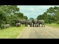 Elephants Take Time To Cross The Road