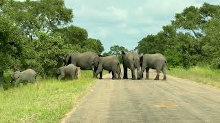 Elephants Take Time To Cross The Road by Wildest Kruger Sightings 1,052 views 2 weeks ago 2 minutes, 47 seconds