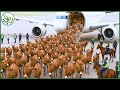 How 8 Million Live Donkeys Are Transported Across Continents Each Year | AGROFORESTRY TECH