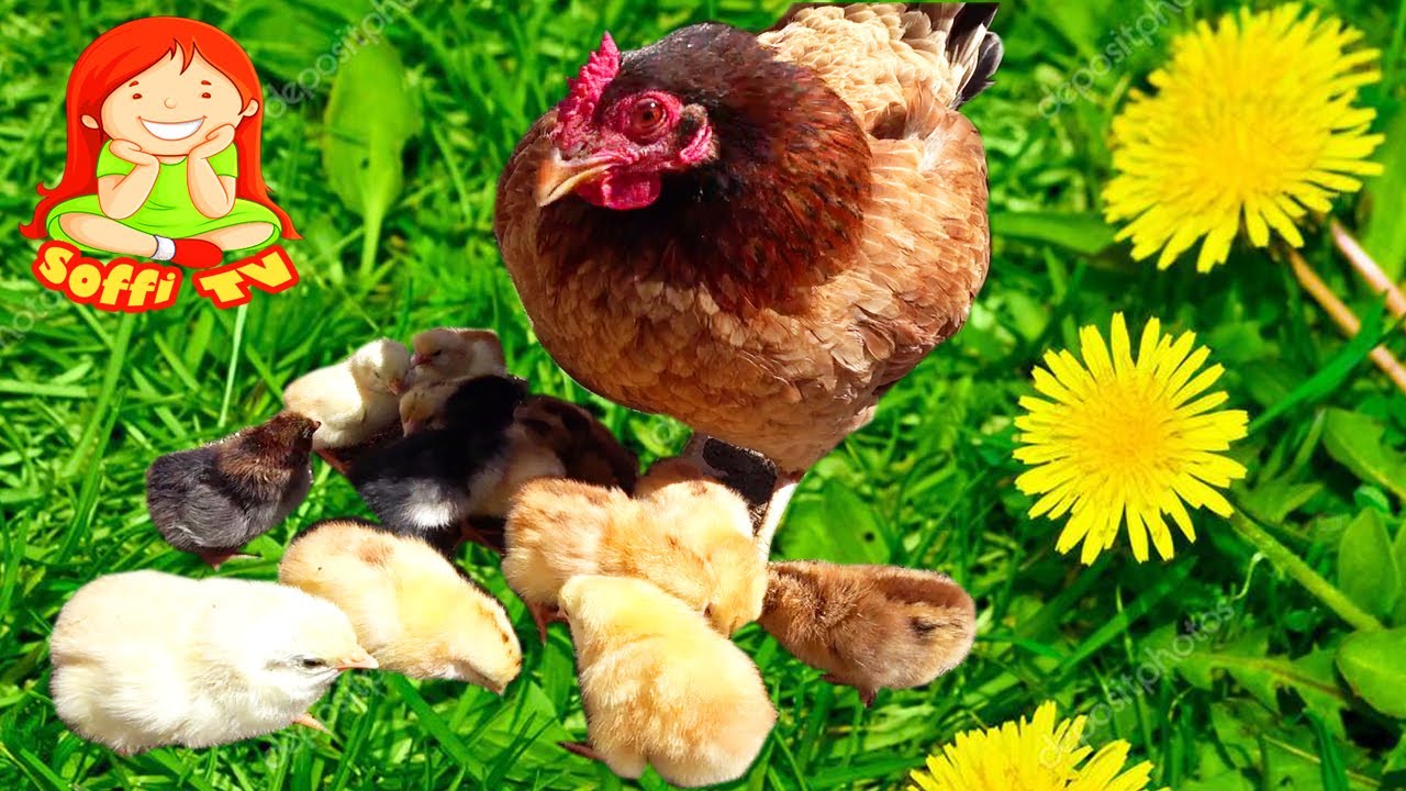 К чему снятся куры и цыплята. Цыплята в деревне. Курица или яйцо.