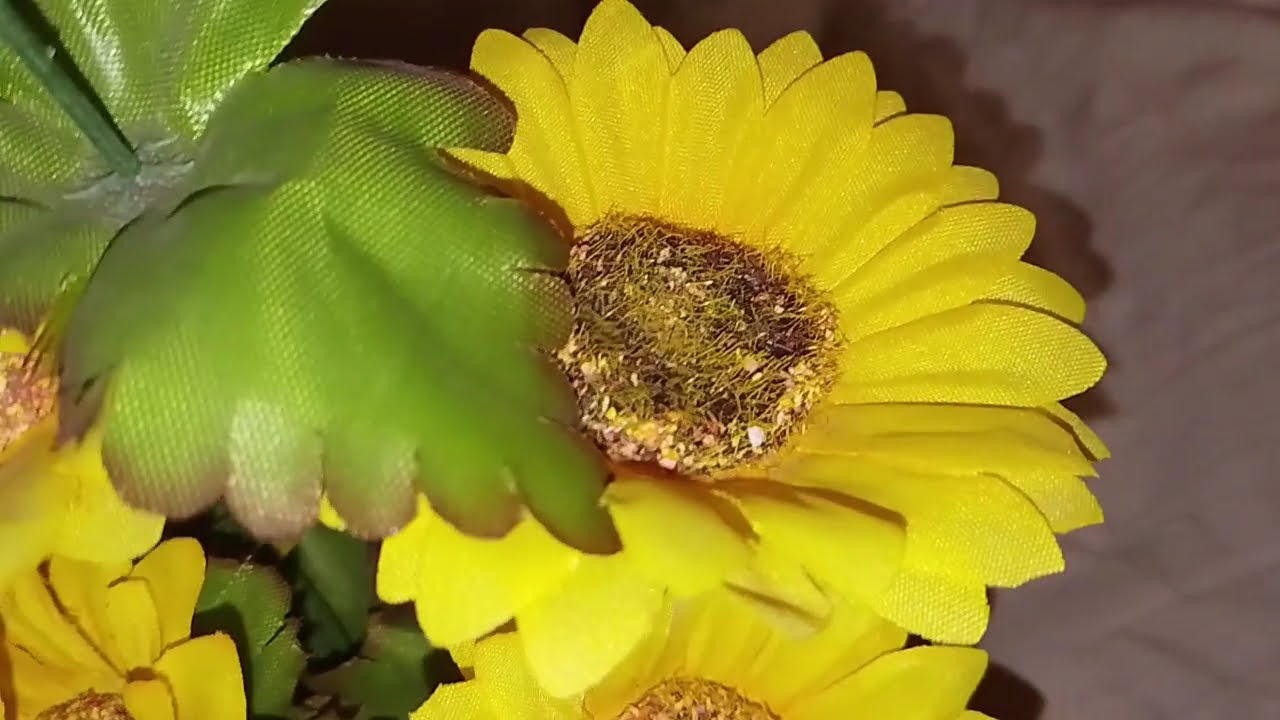   การตอนมะละกอ โดยไม่ใช้ดิน ไม่ใช้แกลบ ไม่ใช้ขุยมะพร้าว ใช้แค่น้ำเปล่า Crop cultivation method 8