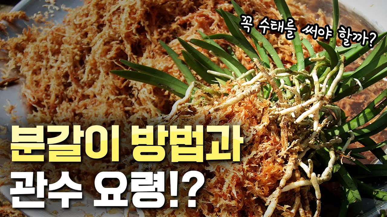 풍란이 살기 좋은 최적의 환경!? 분갈이하는 기본적인 요령!!