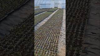 Solarul cu butasi de smochin si kiwi. Tel: 0741307485 #agricultura #kiwi🥝 #smochin #solare #fig