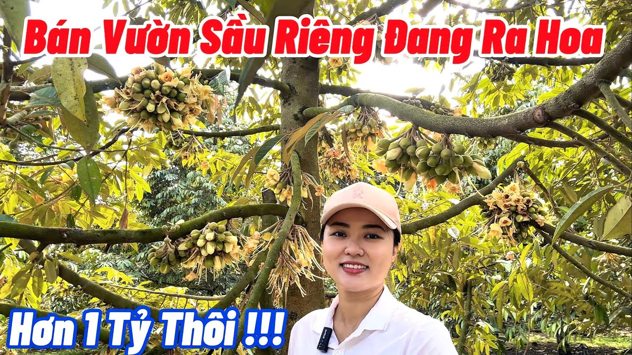 BĐS ĐỒNG NAI, Bán Vườn Sầu Riêng Mặt Tiền Đường Bê Tông, 1000m2 Sổ Sẵn, Gần KCN Dầu Giây, QL1A