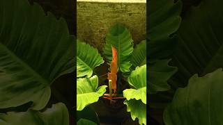 A Giant Philodendron Opening New Leaf #shorts