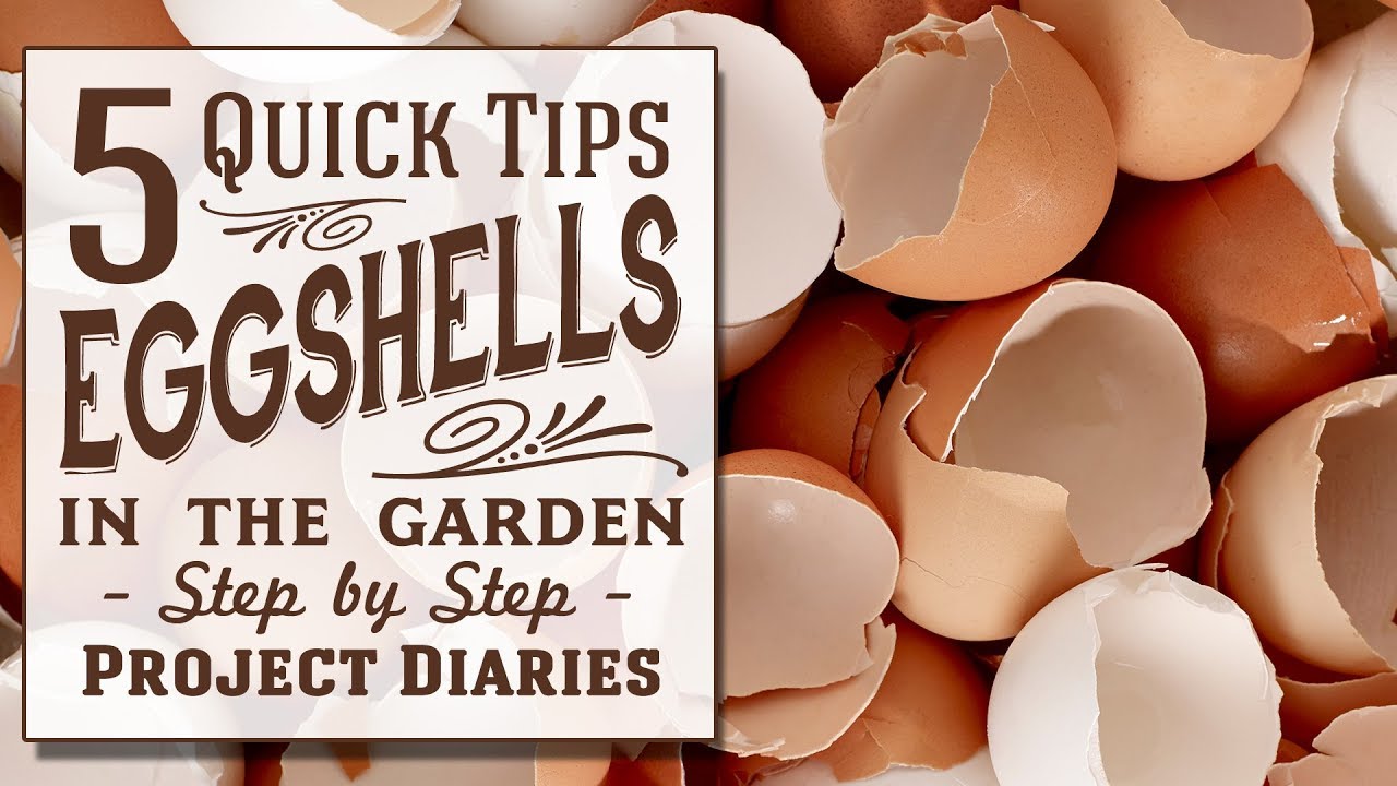 How To Use Eggshells In The Garden 5 Quick Tips Youtube