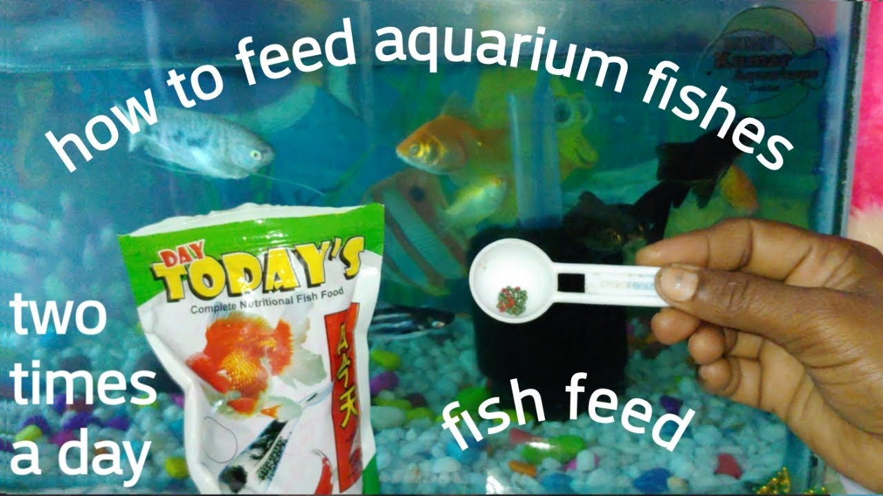 How to feed aquarium fishes part 3 fishes feed two times a day koteswaricooks fish feed