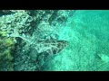 U blizini Zadra uočeno stvorenje za koje se mislilo da je davno izumrlo (VIDEO)
