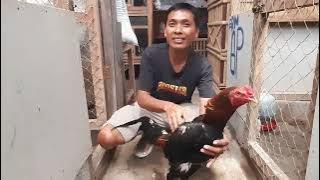 MELIHAT LAGI PETERNAKAN AYAM PAKOY,KOYNGON,PLAKER,PAMANGON,PAMA MAS SIGIT