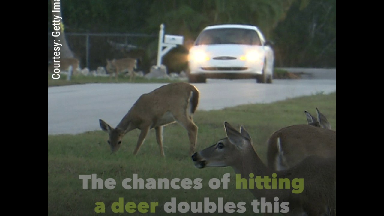 What to do if you hit a deer progressive