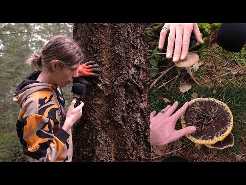 ASMR Forest Adventure 🍄 (Digging sounds, Mushroom Tapping)