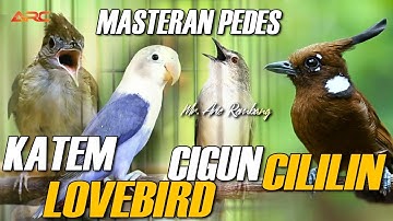 MASTERAN KAPAS TEMBAK - CILILIN - JENGGOT - LOVEBIRD