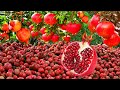 Iran major production of pomegranate in the world