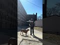 19yr old #dogtraining 🔥 Send TIPS #dogcommunity ‼️‼️ #puppy #4am #viral