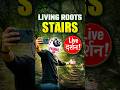 HIDDEN HIMALAYAN ROOT STAIRS