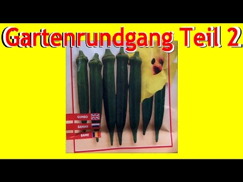 Video: Begleiter für Okra: Was sind Pflanzen, die mit Okra im Garten gedeihen?