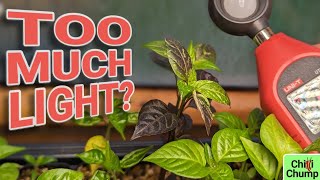 Chilli Pepper Seedlings Getting Too Much Light?