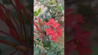 #flowers #nature #ytshorts #subscribes #motivation