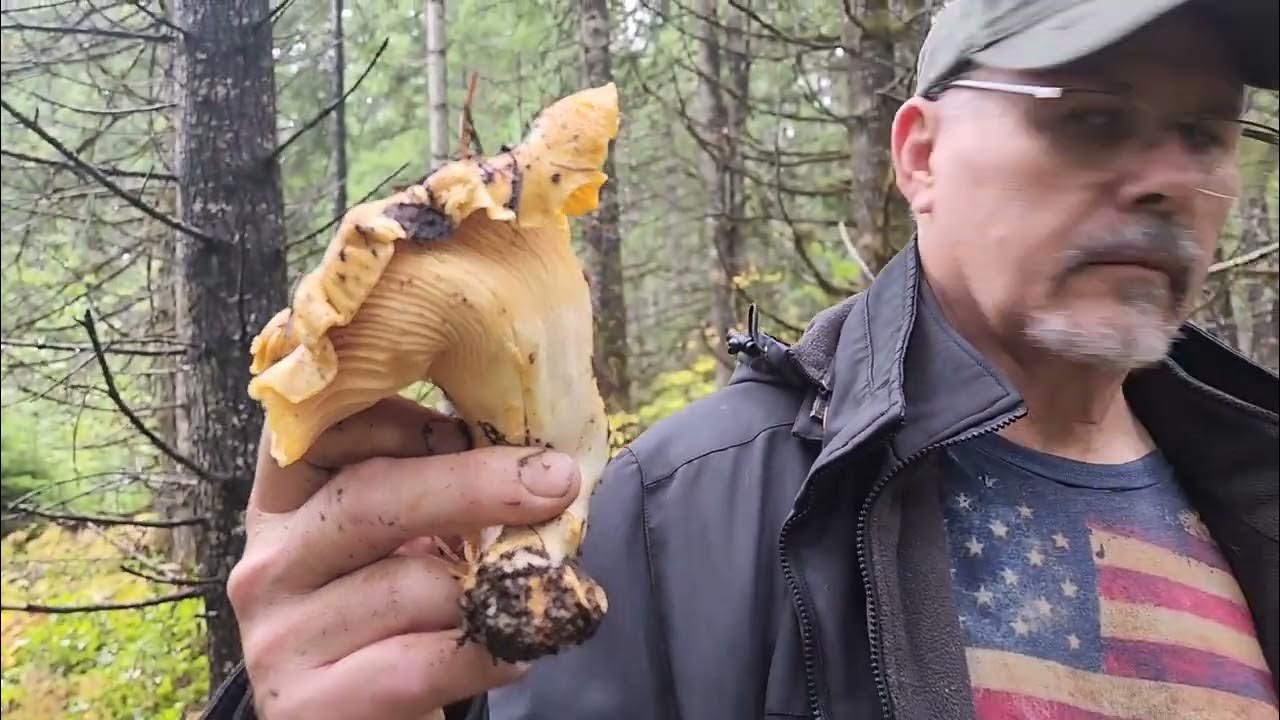 Chanterelle mushroom picking near Browns Camp in the Tillamook State Forest, Oregon 10/16/2023