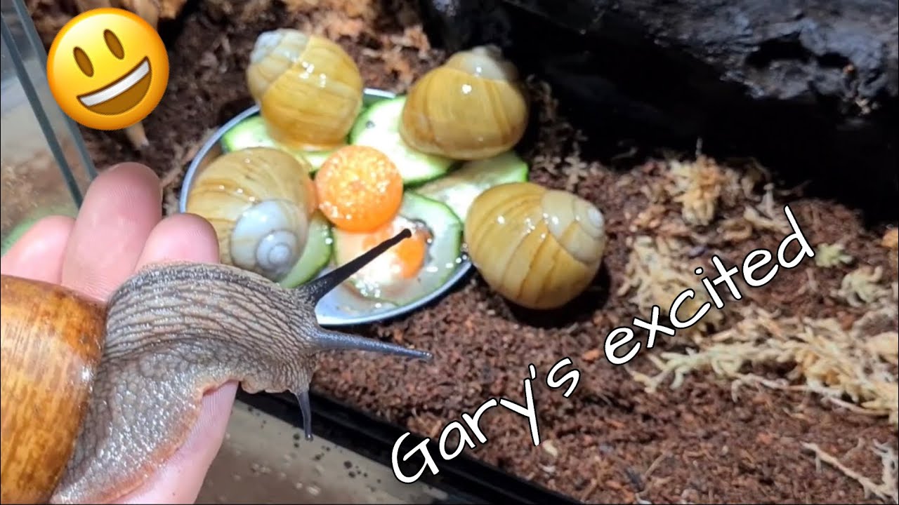 Housing melon Snails