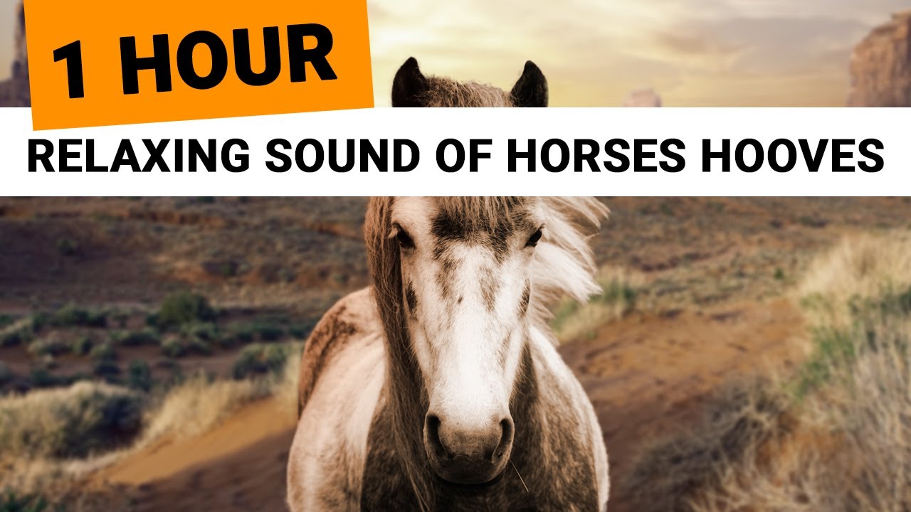 Relaxing Sounds Of Horses Hooves 1 Hour Clip Clop Ambience For Sleep Relaxation Meditation Youtube