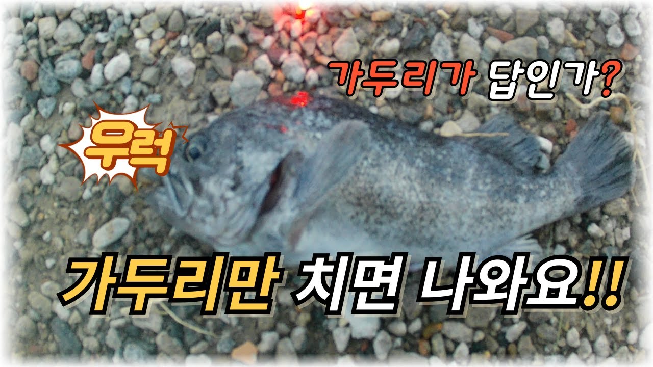 가두리 근처만 던져도 나오네요!! #fishing #낚시 #바다낚시 #바다낚시터 #bassfishing #도시어부 #생활낚시 #해솔바다낚시터