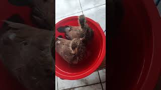 Download Lagu merpati turunan nya ayah ibu nya Galak.17 januari 2024 MP3