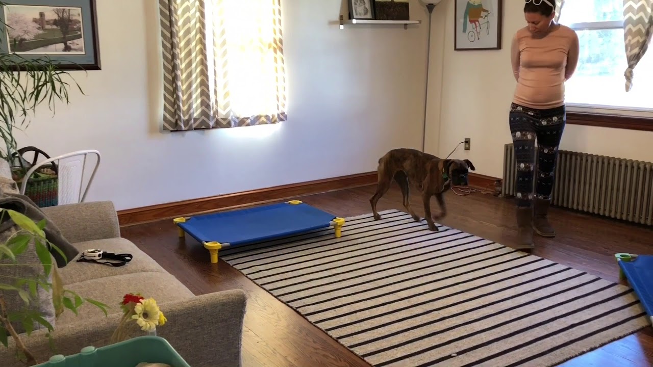 Outside obedience and drills with all dogs YouTube