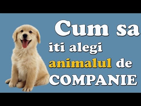 Video: Cum Să Alegi Un Animal De Companie Pentru Un Apartament