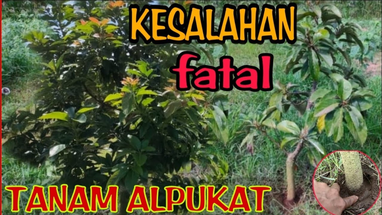 kesalahan dalam menanam alpukat susah berkembang | bitshop king