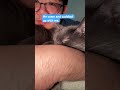 Cat Cuddles
