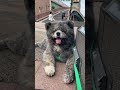 秋田犬長毛カイのとーちゃん手術の日が決まった