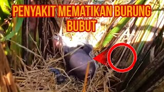 KESEDIHAN BURUNG BUBUT KARENA HEWAN KECIL