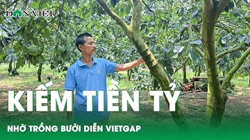 Một HTX thu 8 tỷ đồng mỗi năm nhờ trồng bưởi diễn Vietgap | Báo điện tử Dân Việt