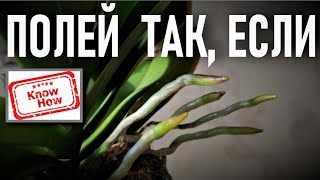 видео: ПОЛЕЙ ОРХИДЕИ ТАК, ЕСЛИ НЕ ЗНАЕШЬ КАК! НОУ-ХАУ МЕТОД 👍ПОЛИВА ОРХИДЕИ ДЛЯ АДАПТАЦИИ! СУПЕР РЕЗУЛЬТАТ👍 картинка: ПОЛЕЙ ОРХИДЕИ ТАК, ЕСЛИ НЕ ЗНАЕШЬ КАК! НОУ-ХАУ МЕТОД 👍ПОЛИВА ОРХИДЕИ ДЛЯ АДАПТАЦИИ! СУПЕР РЕЗУЛЬТАТ👍