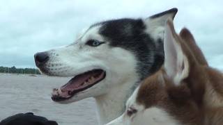 MISHKA RETURNS HOME AFTER 'HURRICANE IRENE' 1:00 PM NJ (8/28)