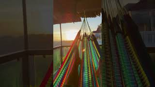 A breathtaking rainforest sunrise, meet the graceful flight of majestic eagles