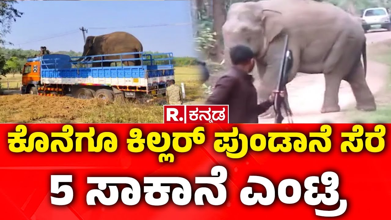 Wild Elephants : ಕೊನೆಗೂ ಕಿಲ್ಲರ್ ಪುಂಡಾನೆ ಸೆರೆ | 5 ಸಾಕಾನೆ ಎಂಟ್ರಿ, ಕಾಡಾನೆ ಲಾಕ್