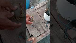 CARA PEGANG KEPITING #shorts #kepiting #skills