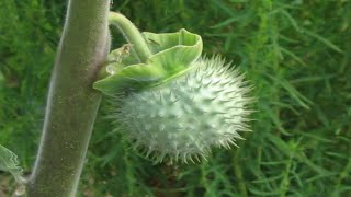 How to remove blackberries - The ONLY permanent method