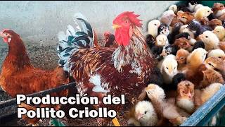 PRODUCCIÓN DEL POLLITO CRIOLLO