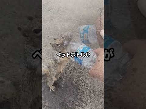 喉が渇いて水をおねだりするリス