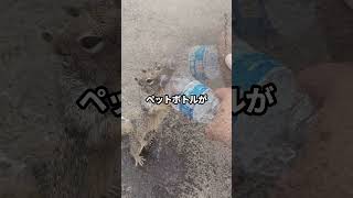 喉が渇いて水をおねだりするリス